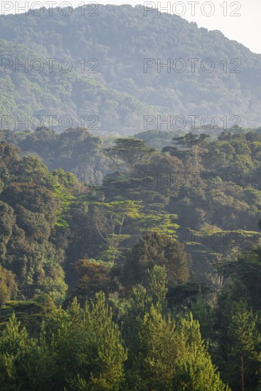 Rainforest, jungle, Bwindi Impenetrable Forest National Park, Uganda
