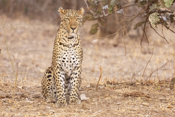 Leopard (Panthera pardus) female Zambia