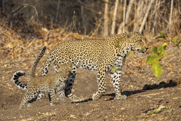 Leopard (Panthera pardus) female with 4 month old cub Zambia