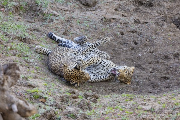 Leopard (Panthera pardus) two cubs 12 month old playing Zambia