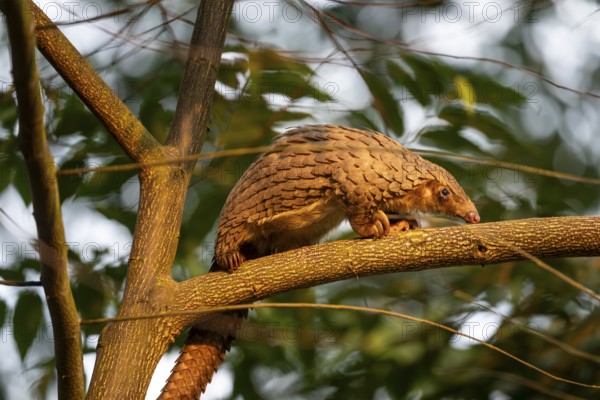 Pangolin climbing a tree, white-bellied pangolin (Phataginus tricuspis, Manis tricuspis), Western Region, Pangolin Rescue Center, Uganda