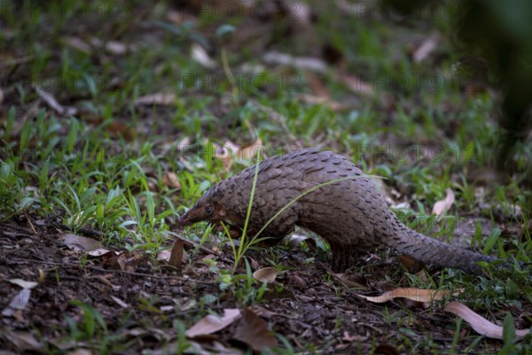 Pangolin on the ground, white-bellied pangolin (Phataginus tricuspis, Manis tricuspis), Western Region, Pangolin Rescue Center, Uganda