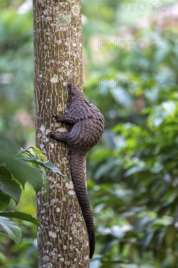 Pangolin climbing a tree, white-bellied pangolin (Phataginus tricuspis, Manis tricuspis), Western Region, Pangolin Rescue Center, Uganda