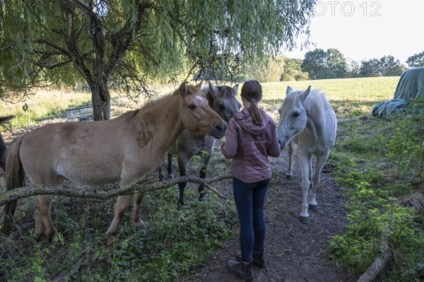 Young girl with her horses in the pasture, Othenstorf, Mecklenburg-Western Pomerania, Germany