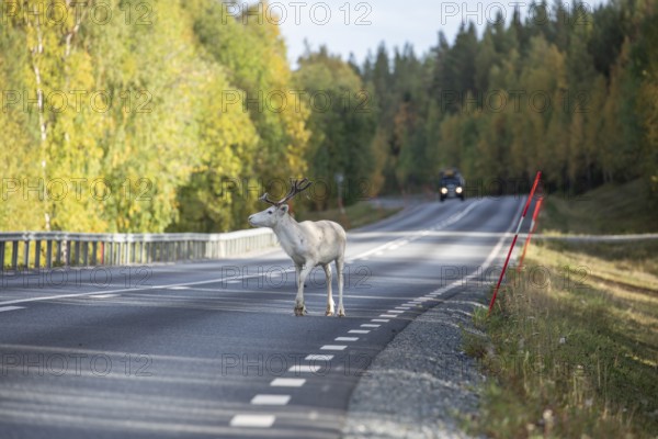 White reindeer on the street in Sweden, Lapland in autumn