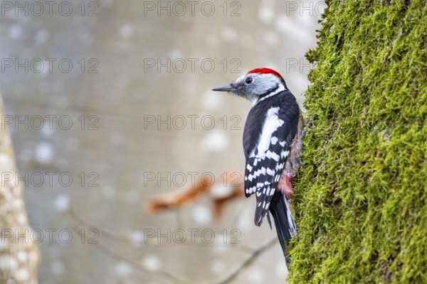 Middle woodpecker (Dendrocopus medius) Germany