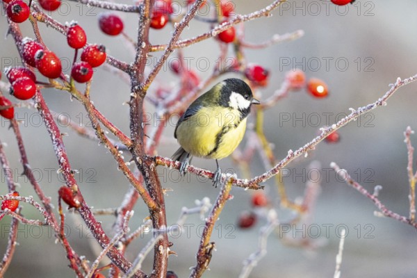 Great tit (Parus major) Germany