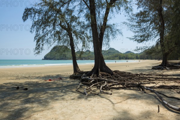 Lonely beach and ironwood trees, Casuarina Equisetifolia, Ao Manao Beach, Prachuap Khiri Khan, Prachuap Khiri Khan Province, Central Thailand, Thailand