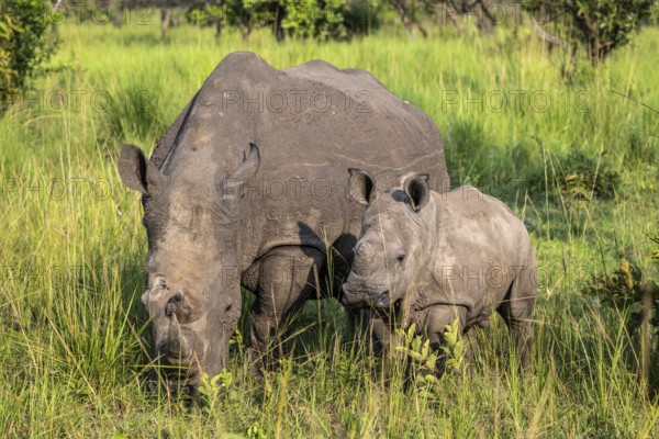 Southern white rhino (Ceratotherium simum simum) with juvenile, Ziwa Rhino Sanctuary, Uganda