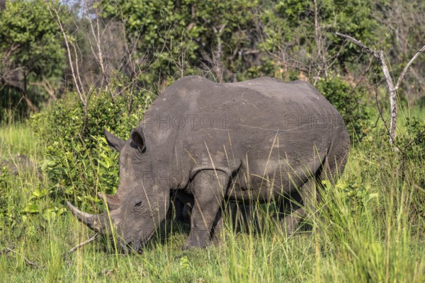 Southern white rhino (Ceratotherium simum simum), Ziwa Rhino Sanctuary, Uganda