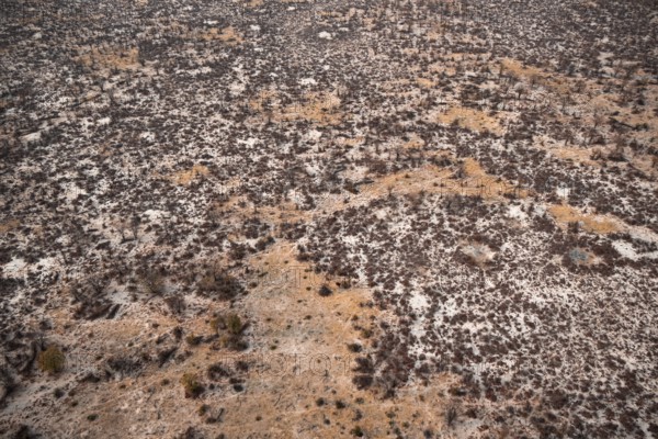 Structure and pattern, trees in the dry season, arid landscape, aerial view of the Okavango Delta, near Maun, Okavango Delta, Botswana