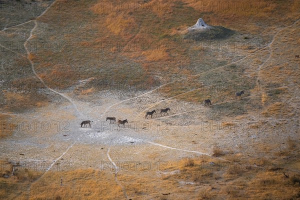 Steppe zebras (Equus quagga) grazing in arid landscape, aerial view, Okavango Delta, Botswana