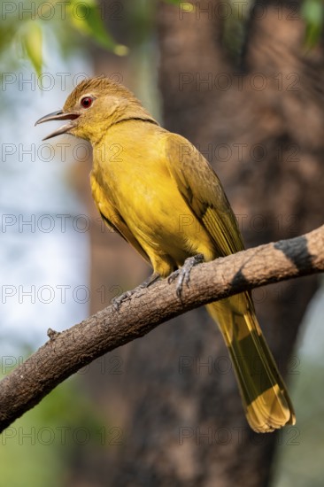 Yellow-bellied Greenbul (Chlorocichla flaviventris), Yellow-bellied Greenbul, Zambezi Region, Caprivi Strip, Namibia