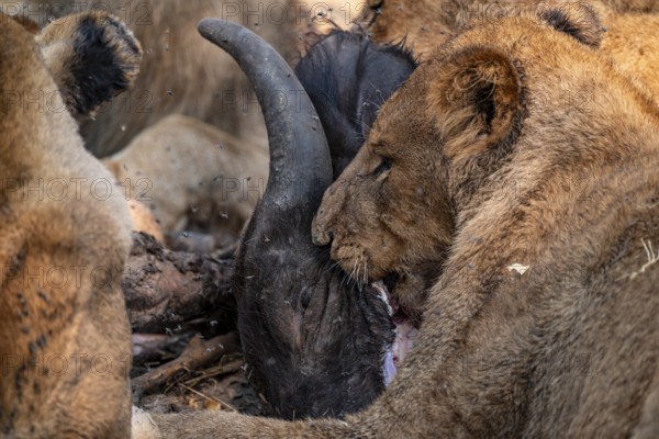 Lion pack with kill, lion (Panthera Leo) eats buffalo, savanna, Moremi Game Reserve, Botswana