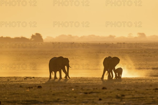 African elephant (Loxodonta africana), silhouette, sunset, atmospheric light, Ihaha, Chobe National Park National Park, Botswan