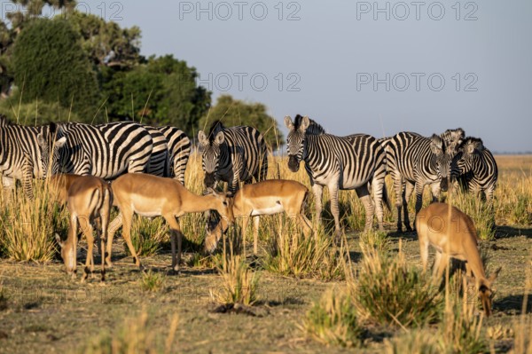 Impalas and steppe zebras (Equus quagga), atmospheric lighting, Ihaha, Chobe National Park National Park, Botswan