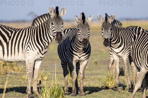 Herd of Steppe Zebras (Equus quagga), Ambient Light, Ihaha, Chobe National Park National Park, Botswan