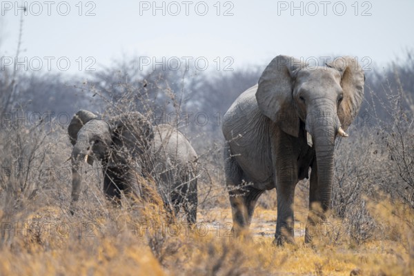 African elephant (Loxodonta africana), Nxai Pan National Park, Botswana