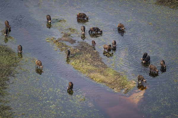 Kaffir buffalo (Syncerus caffer caffer), flock drinking in the river, aerial view, Okavango Delta, Botswana