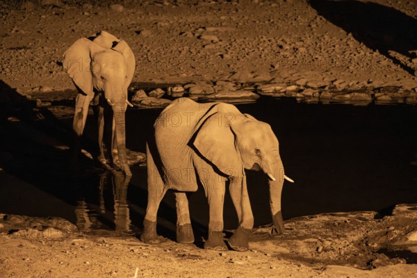 Night view, African elephant (Loxodonta africana), at Halali waterhole, Etosha National Park, Namibia