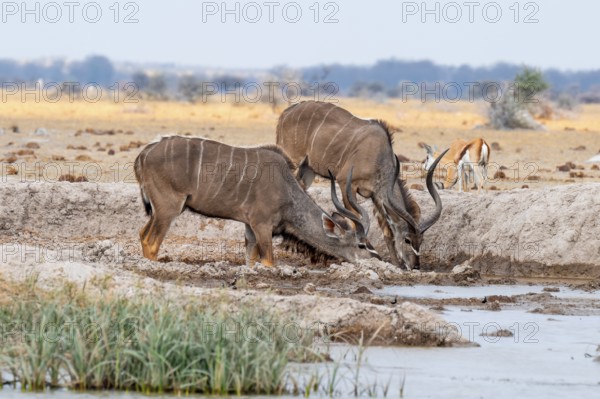 Big Kudu (Tragelaphus strepsiceros), flock drinking at waterhole, Nxai Pan National Park, Botswana