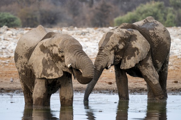 African elephant (Loxodonta africana) drinking at a watering hole, Etosha National Park, Namibia
