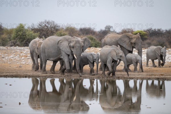 Herd of animals, animal family, African elephant (Loxodonta africana), drinking at a waterhole, beautiful reflection, Etosha National Park, Namibia