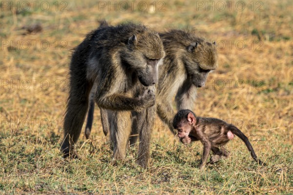 Young animal playing with mother, bear baboons (Papio ursinus), Ihaha, Chobe National Park National Park, Botswan
