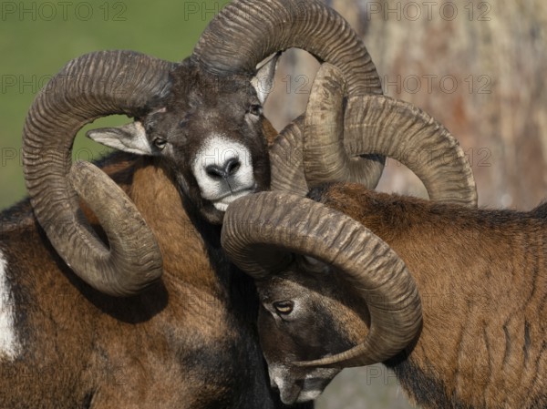 Two grouches have wedged their horns, North Rhine-Westphalia, Germany