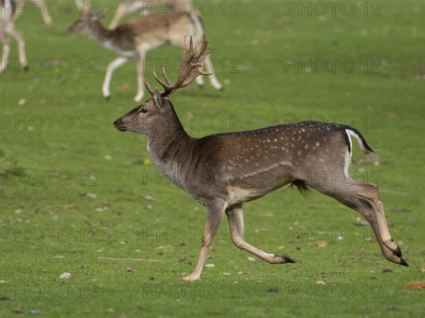 Young fallow deer running, North Rhine-Westphalia, Germany