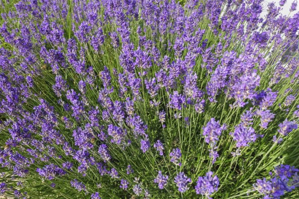 Lavender (Lavandula angustifolia), narrow-leaved lavender, ornamental plant, medicinal plant, purple flowers, flower bed, gardens, Germany