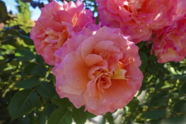 Roses (pink), pink blossom, flowers, plants, gardens, Germany