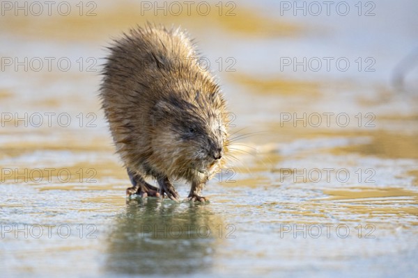 Muskrat (Ondatra zibethicus) walks across the ice on frozen lake Germany