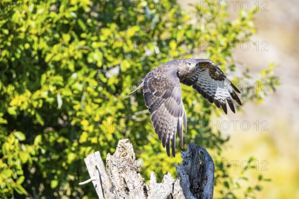 Common Buzzard (Buteo buteo) Germany