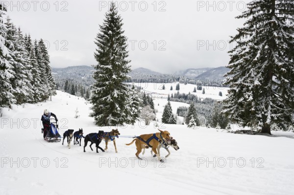 Sled dog racing, Todtmoos, Black Forest, Baden-Württemberg, Germany