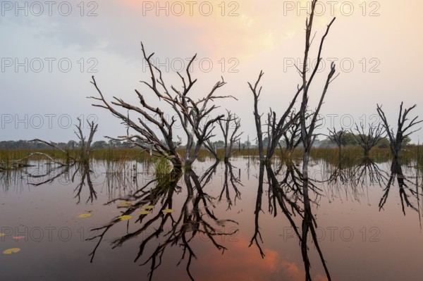 Dead trees are reflected in the river at sunset, Thamalakane River, Okavango Delta, Botswana