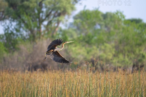 Africa snake-necked bird (Anhinga rufa) sitting on a dead tree in the river, Thamalakane River, Okavango Delta, Botswana