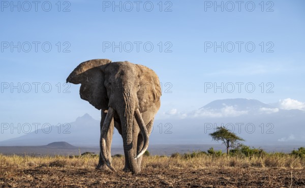 African elephant (Loxodonta africana) in picturesque landscape with the summit of Mount Kilimanjaro, the famous Super Tusker elephant Craig, old male with long tusks, in atmospheric evening light, Kajiado County, Kenya