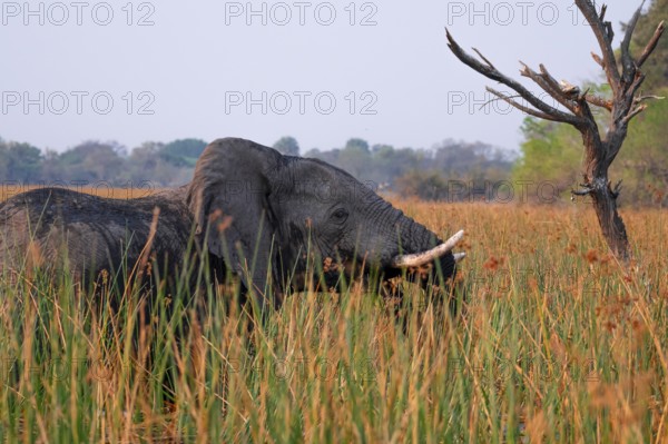African elephant (Loxodonta africana), elephants on the riverbank between river grass, Thamalakane River, Okavango Delta, Botswana