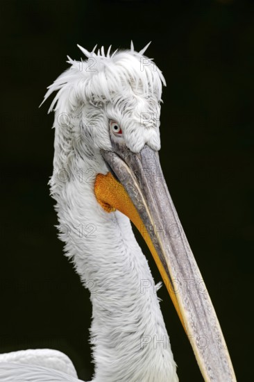 Krauskopf pelican (Pelecanus crispus), Tierwelt Herberstein, Herberstein, Styria, Austria