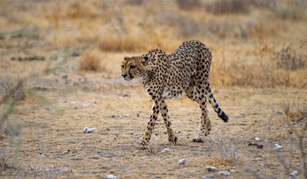 Cheetah (Acinonyx jubatus) runs in dry savanna, Etosha National Park, Namibia
