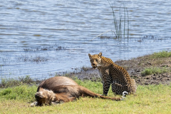 Leopard (Panthera pardus) with kill, waterbuck, Ihaha, Chobe National Park National Park, Botswana