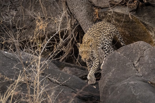 Female, leopard (Panthera pardus) in rocks, Savuti, Chobe National Park, Botswana