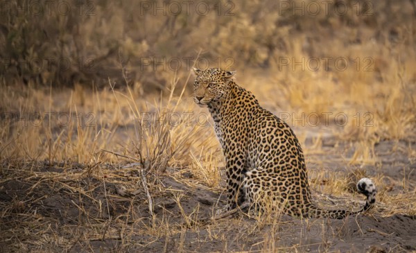 Female, leopard (Panthera pardus) sitting, dry grass, Savuti, Chobe National Park National Park, Botswana