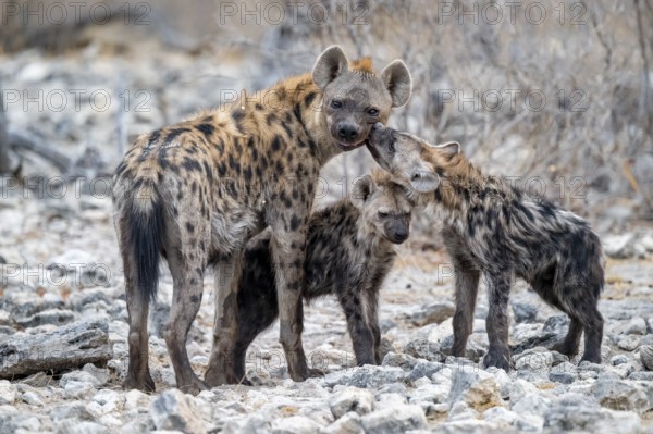 Spotted hyena or spotted hyena (Crocuta crocuta) with two young animals, Etosha National Park, Namibia