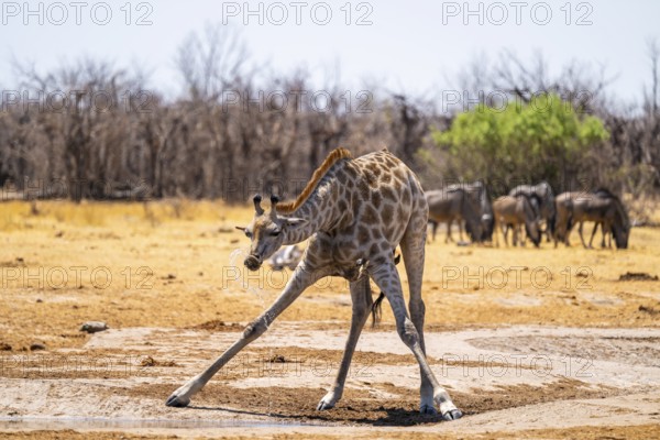 Funny, water flies through the air while drinking, Angola giraffe (Giraffa giraffa angolensis), giraffe drinking at a waterhole, Etosha National Park, Namibia