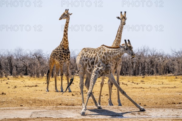 Angola giraffe (Giraffa giraffa angolensis), giraffe drinking at a waterhole, Etosha National Park, Namibia