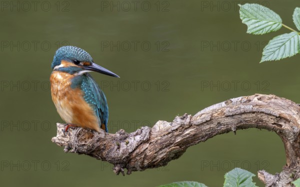 Kingfisher (Alcedo atthis) sitting on a branch, Littlewood Ranch, Limbach, Burgenland, Austria