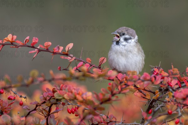 Tree sparrow (Passer montanus) sitting in a barberry bush, Littlewood Ranch, Limbach, Burgenland, Austria