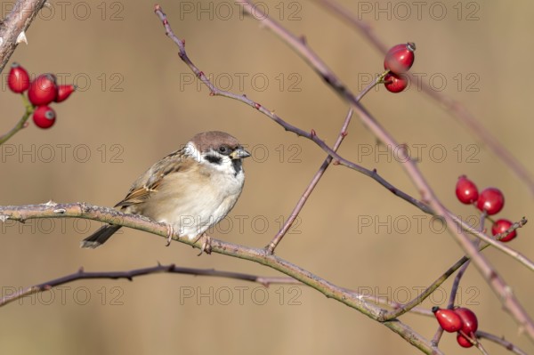 Tree sparrow (Passer montanus) sitting in a wild rose bush, Littlewood Ranch, Limbach, Burgenland, Austria